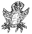 birdie